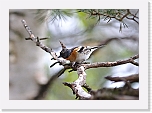 jarripeippo_Brambling 2517 * 1669 x 1177 * (1.11MB)